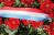 commemoration_gerbe Large